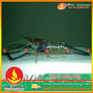 benh-virus-gay-hoai-tu-duoi-vo-va-co-quan-tao-mau-ihhnv-tren-tom-hchd