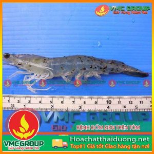 benh-white-patch-disease-wpd-hchd