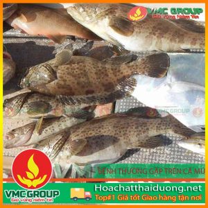 cac-benh-thong-thuong-o-ca-mu-hchd