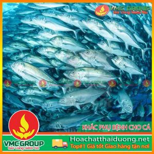 cac-benh-thuong-gap-o-ca-hchd