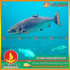 cac-benh-thuong-gap-o-ca-hoi-hchd
