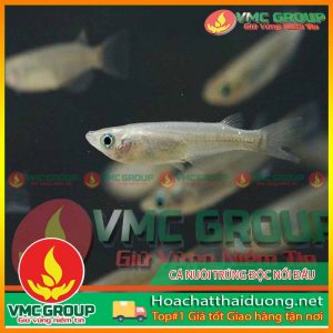 lam-gi-khi-ca-nuoi-trung-doc-noi-dau-hchd