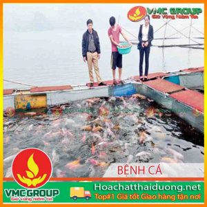 mot-so-benh-thuong-gap-tren-ca-nuoi-long-be-tai-mot-so-tinh-mien-bac-va-bien-phap-phong-tri-ky-2-hchd