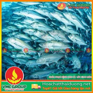 mot-so-bien-phap-phong-benh-cho-ca-bien-nuoi-long-be-hchd