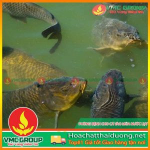 phong-benh-cho-ca-nuoi-sau-lu-lut-hchd