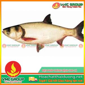 phong-benh-cho-ca-trong-mua-mua-hchd