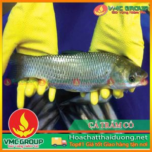 phong-tri-benh-ca-tram-co-hchd