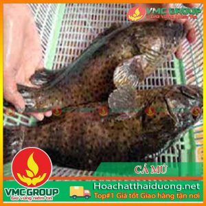 phong-tri-benh-cho-ca-mu-ca-gio-ca-hong-my-hchd