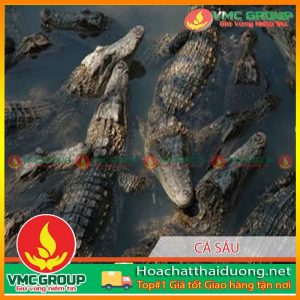 phong-va-tri-benh-cho-ca-sau-hchd