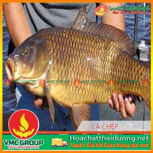 su-dung-thao-moc-chua-benh-cho-ca-hchd