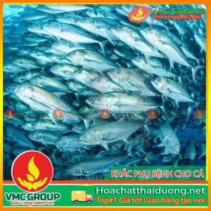 bien-phap-ky-thuat-de-han-che-khac-phuc-benh-ca-trong-giai-doan-chuyen-mua-hchd